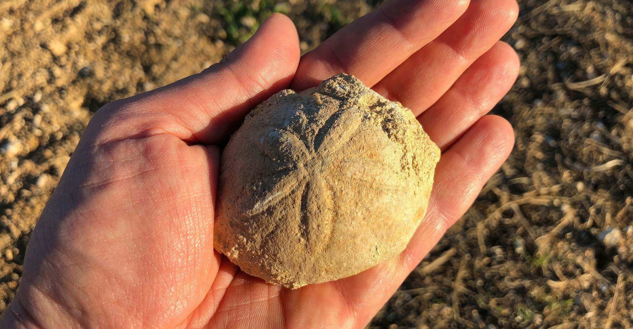 Tenuta Santa Maria di Gaetano Bertani - Il Suolo Calcareo della Valpolicella