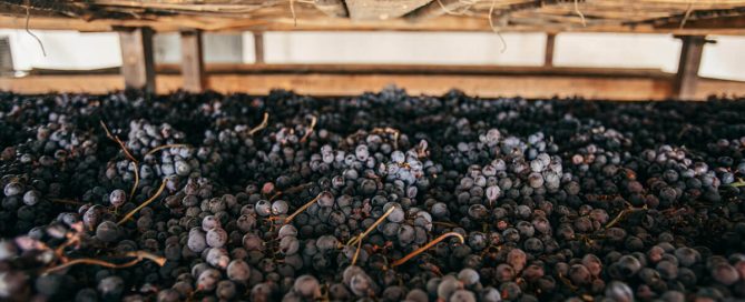 appassimento uve Amarone