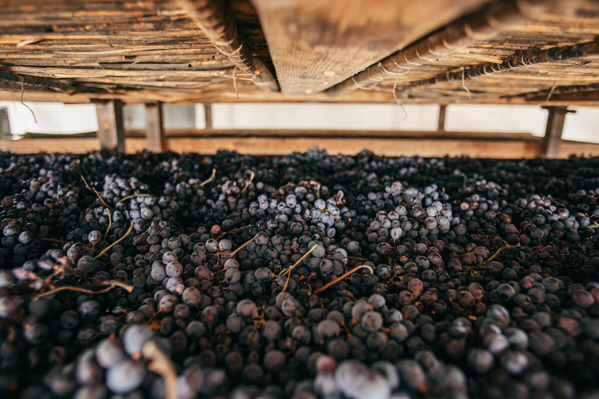 March Wine Report: Amarone & Recioto, from Drying to Fermentation