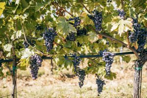 Guyot_Tenuta_Santa_Maria_Valpolicella Marl soils_Guyot_Tenuta_Santa_Maria_Valpolicella