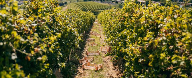 Terreni_marnosi_Brolo_Tenuta_Santa_Maria