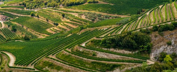 Vini del Veneto - vitigni della Valpolicella