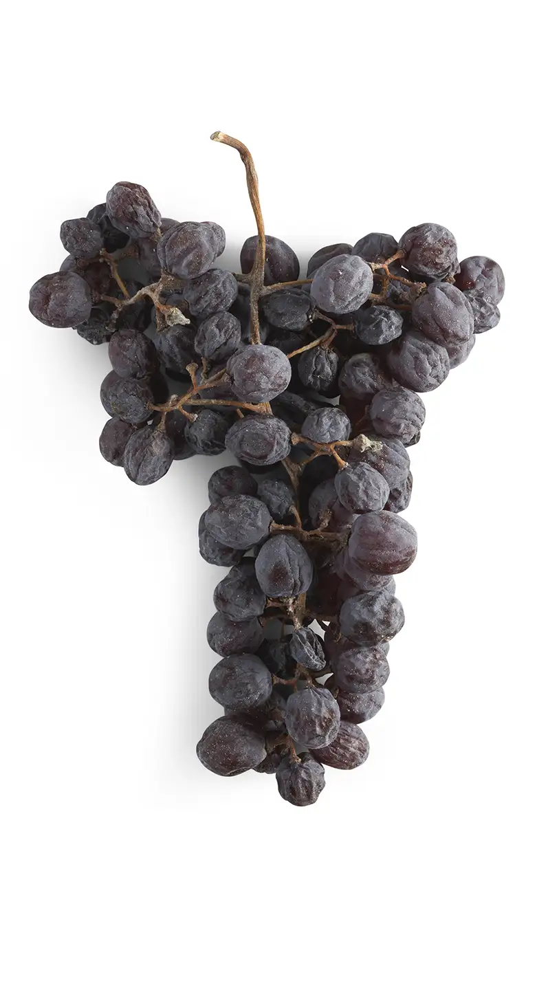 Corvina, one of the four principal native Veronese Grape Varieties Corvina, one of the four principal native Veronese Grape Varieties