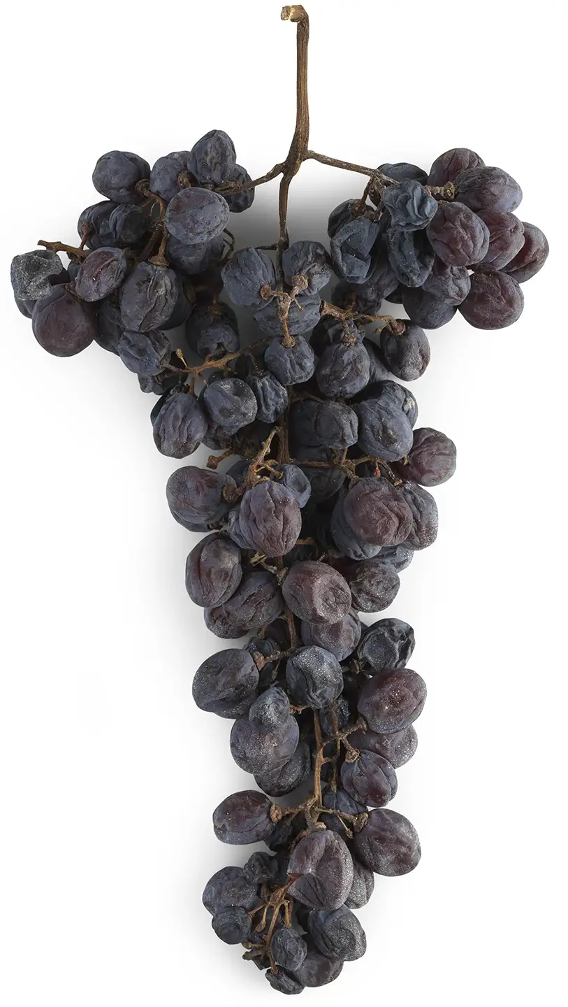 Corvinone, one of the four principal native Veronese grape varieties Corvinone, one of the four principal native Veronese grape varieties