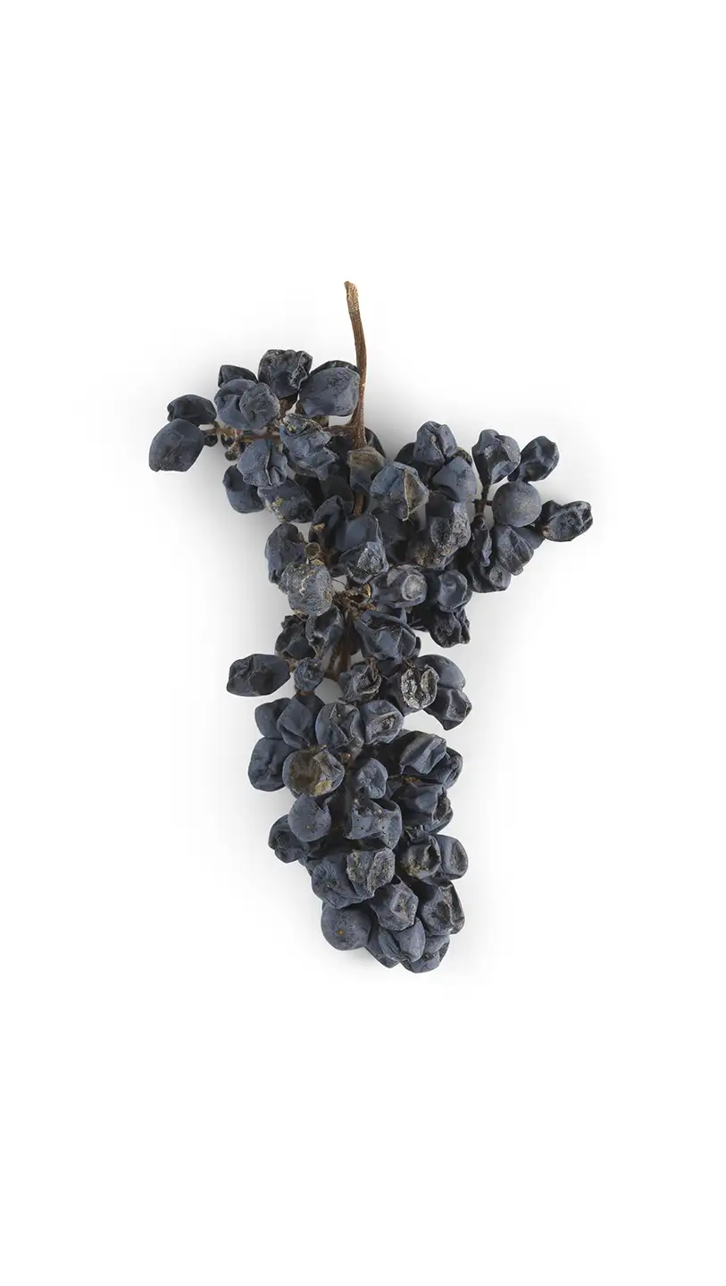 Oseleta, one of the four principal native Veronese grape varieties Oseleta, one of the four principal native Veronese grape varieties