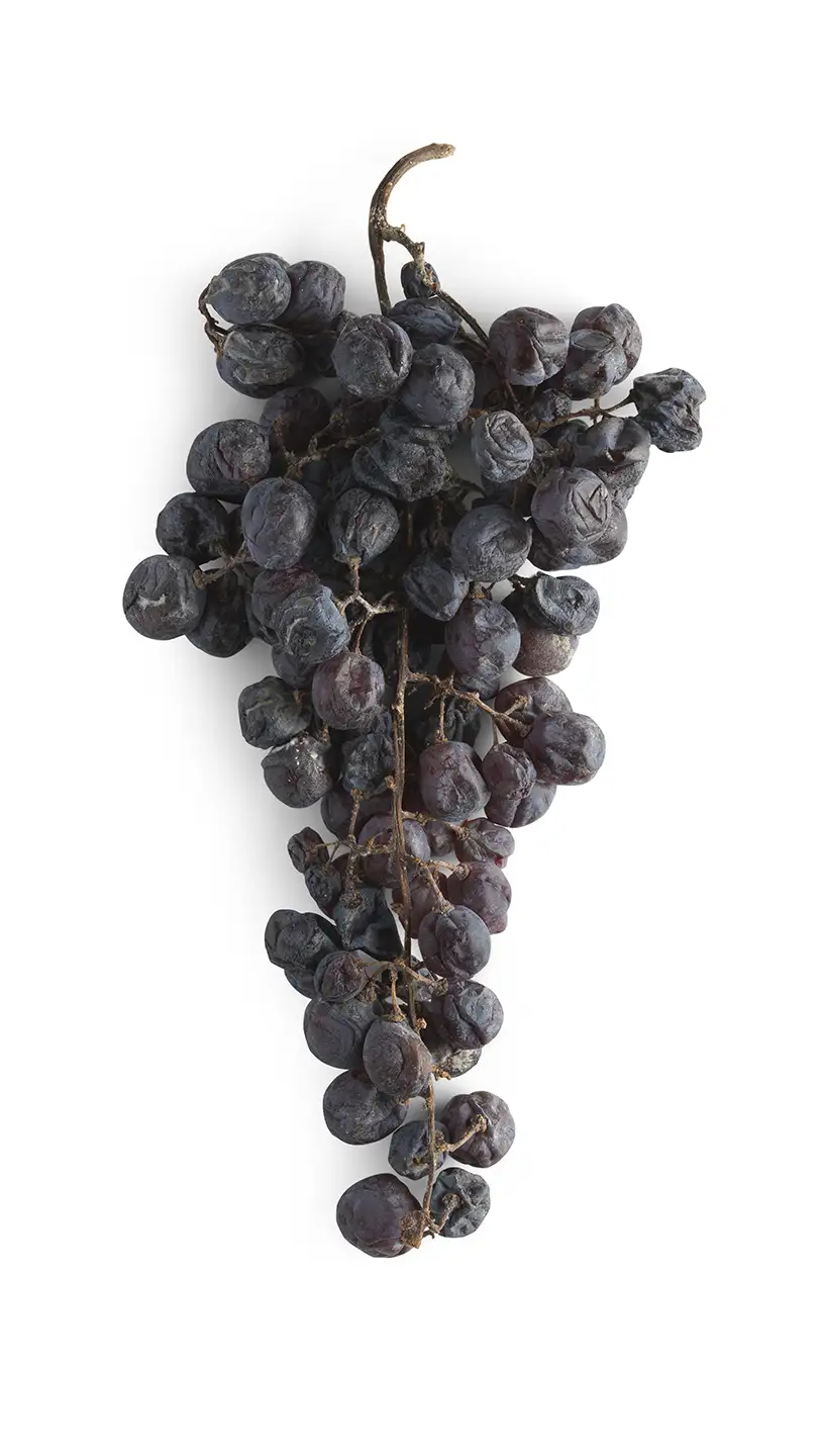 Rondinella, one of the four principal native Veronese grape varieties Rondinella, one of the four principal native Veronese grape varieties